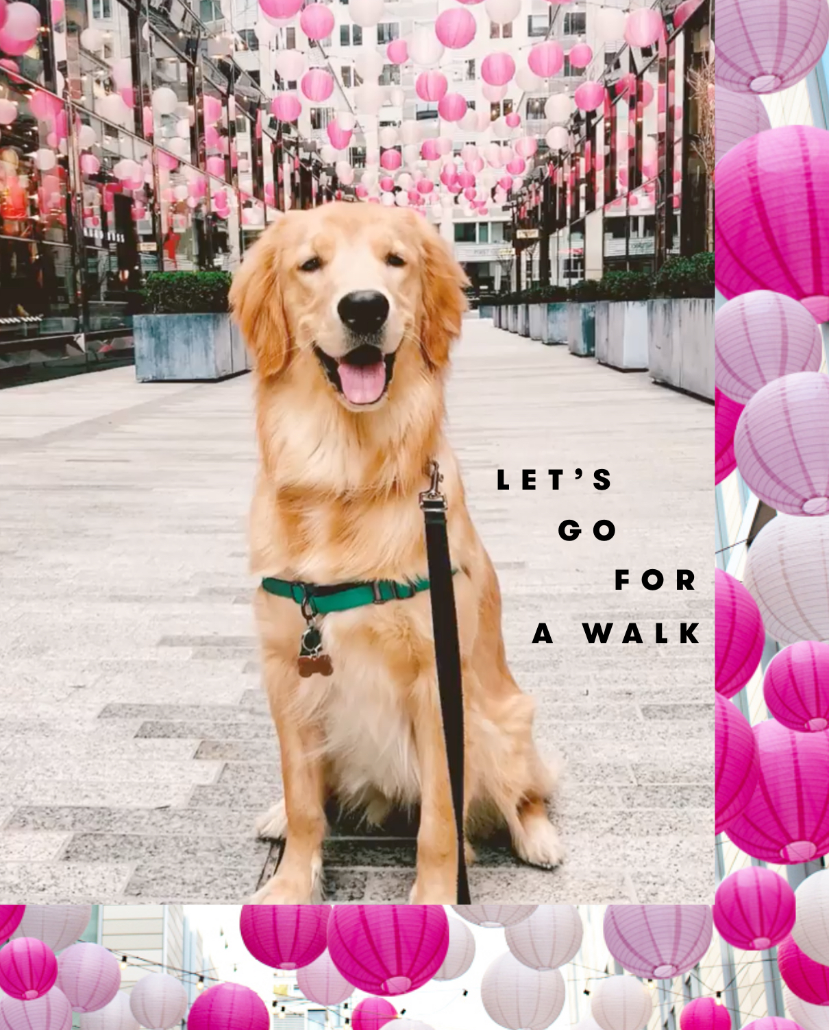 Let's Go For a Walk: A golden retriever smiles under pink lanterns in Palmer Alley