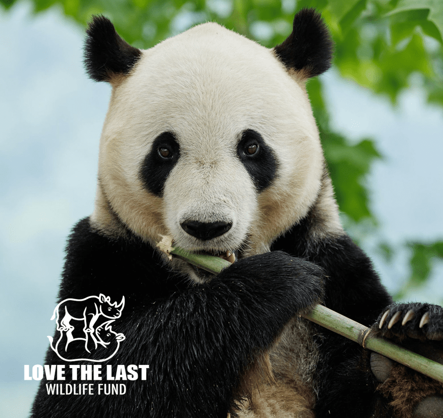 Love The Last Wildlife
