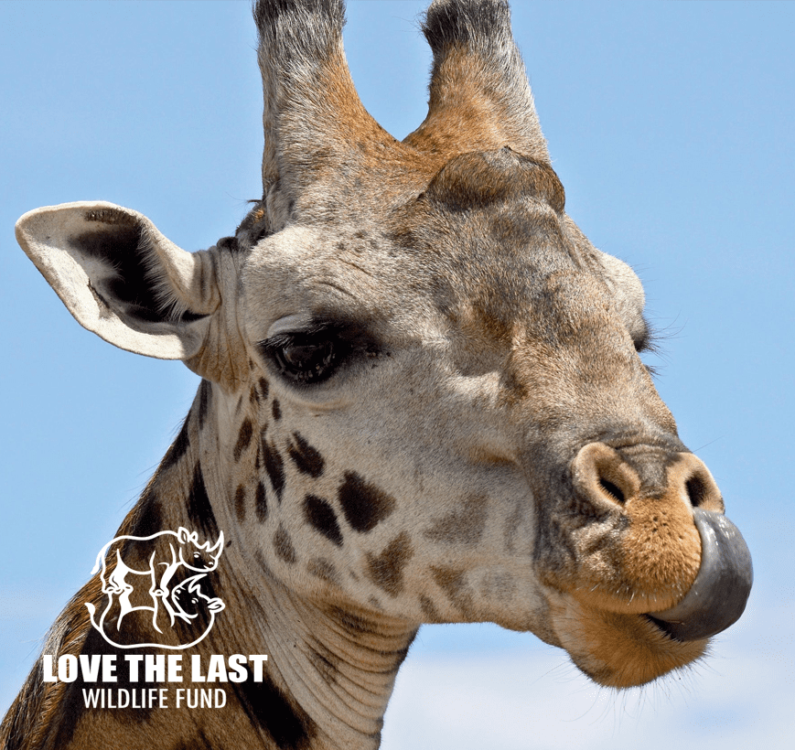 Love The Last Wildlife