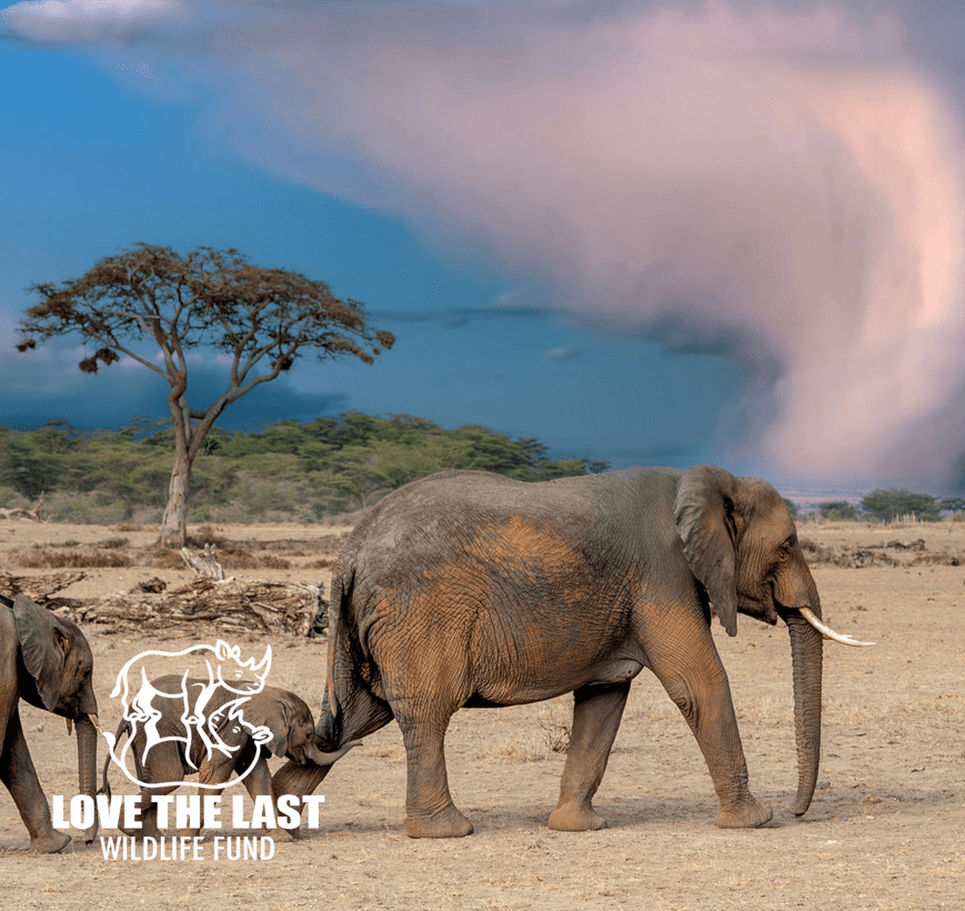 Love The Last Wildlife