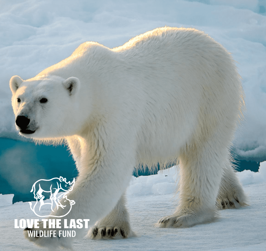 Love The Last Wildlife