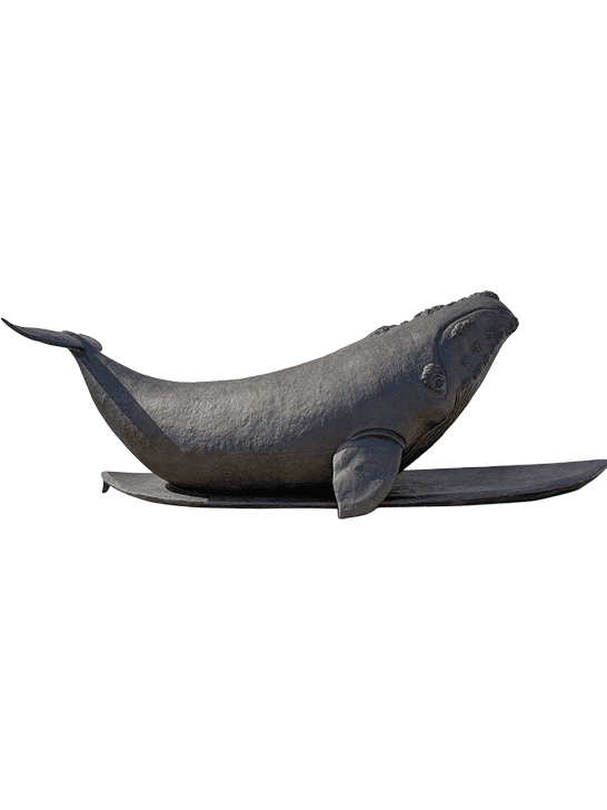 The North Atlantic Right Whale Races on a Surfboard